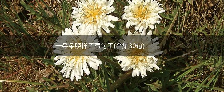 一朵朵照样子写句子(合集30句),第1张