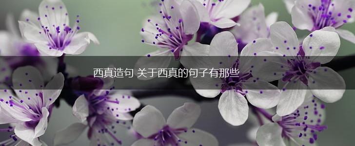 西真造句 关于西真的句子有那些,第1张