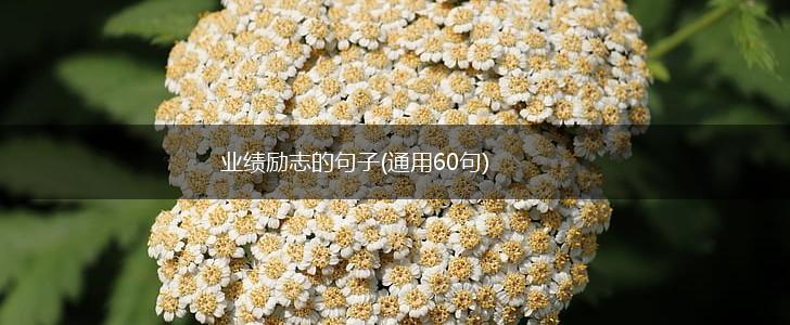 业绩励志的句子(通用60句),第1张