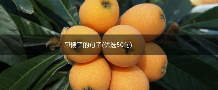 习惯了的句子(优选50句),第1张