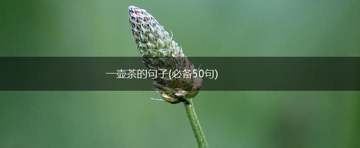 一壶茶的句子(必备50句),第1张