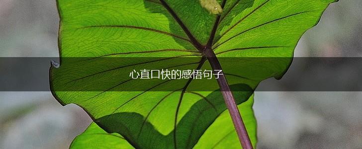 心直口快的感悟句子,第1张