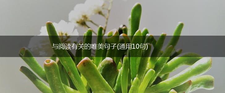 与阅读有关的唯美句子(通用10句),第1张