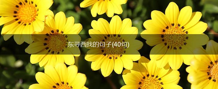 东寻西找的句子(40句),第1张