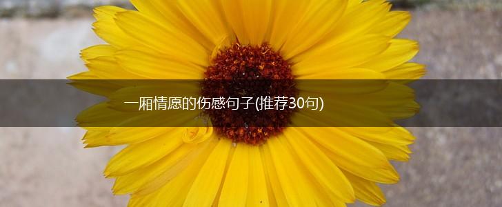 一厢情愿的伤感句子(推荐30句),第1张
