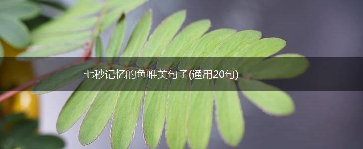 七秒记忆的鱼唯美句子(通用20句),第1张