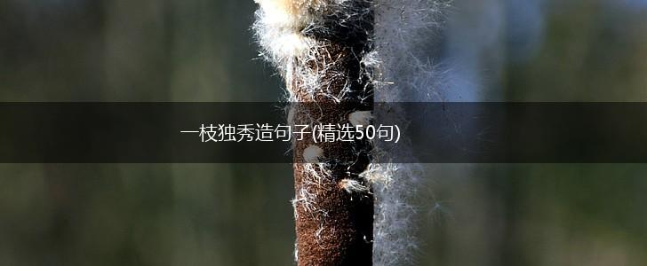 一枝独秀造句子(精选50句),第1张