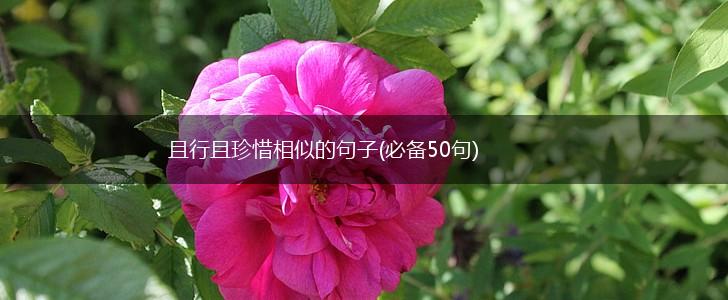 且行且珍惜相似的句子(必备50句),第1张