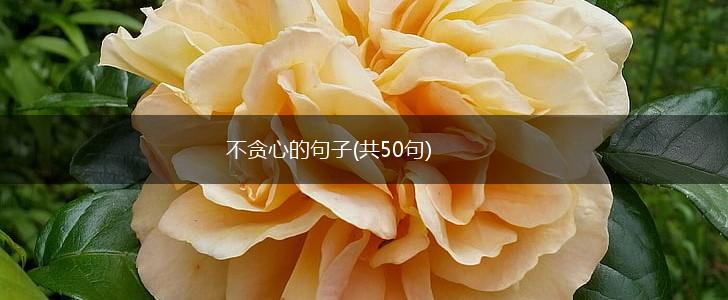 不贪心的句子(共50句),第1张