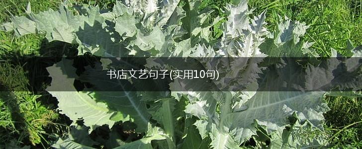 书店文艺句子(实用10句),第1张