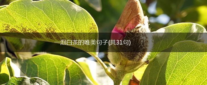一泡白茶的唯美句子(共31句),第1张