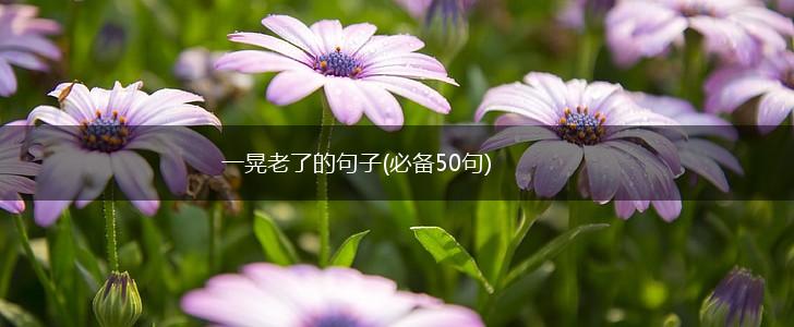 一晃老了的句子(必备50句),第1张