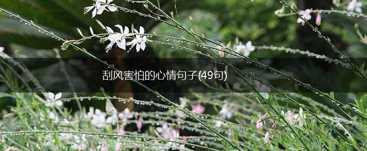 刮风害怕的心情句子(49句),第1张