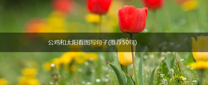 公鸡和太阳看图写句子(推荐50句),第1张