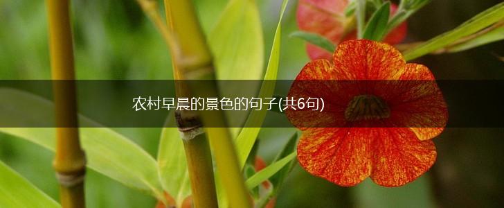 农村早晨的景色的句子(共6句),第1张