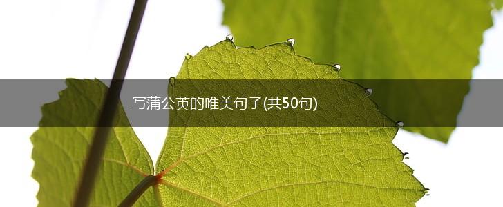 写蒲公英的唯美句子(共50句),第1张