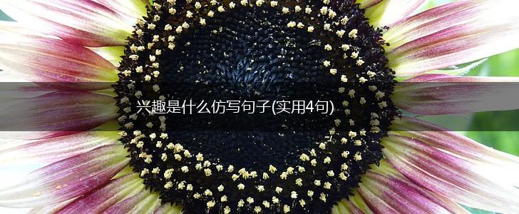 兴趣是什么仿写句子(实用4句),第1张