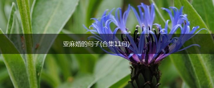 亚麻婚的句子(合集11句),第1张