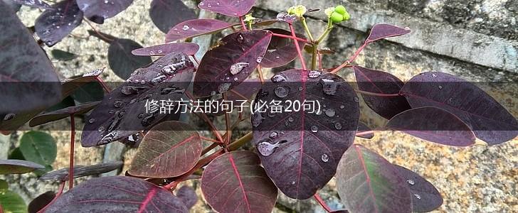 修辞方法的句子(必备20句),第1张