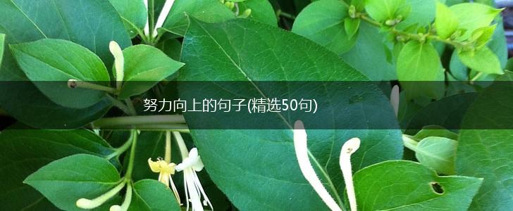 努力向上的句子(精选50句),第1张
