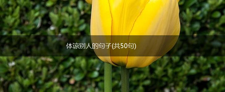 体谅别人的句子(共50句),第1张