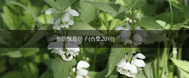 书韵飘香句子(合集20句),第1张