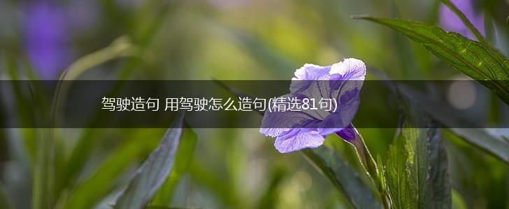 驾驶造句 用驾驶怎么造句(精选81句),第1张