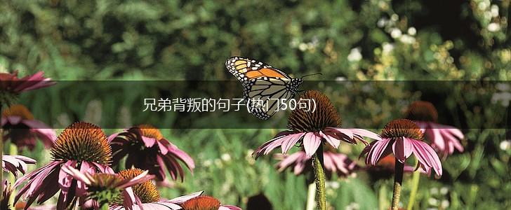兄弟背叛的句子(热门50句),第1张