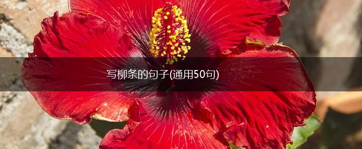 写柳条的句子(通用50句),第1张