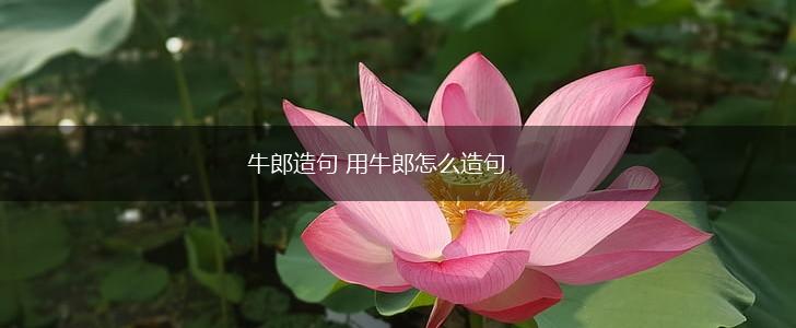 牛郎造句 用牛郎怎么造句,第1张