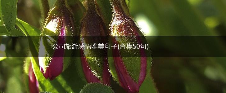 公司旅游感悟唯美句子(合集50句),第1张