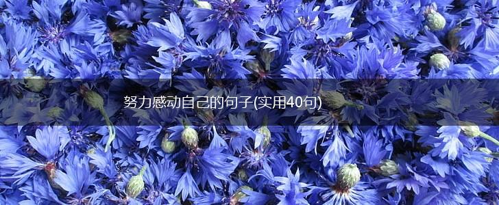 努力感动自己的句子(实用40句),第1张