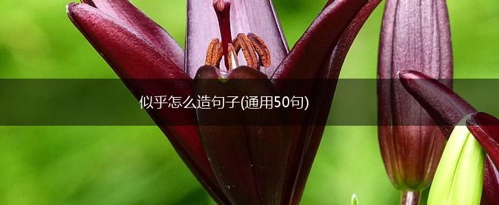 似乎怎么造句子(通用50句),第1张