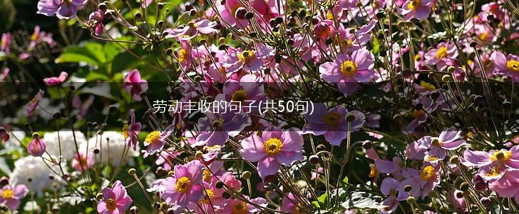 劳动丰收的句子(共50句),第1张