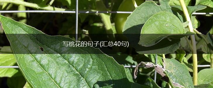 写桃花的句子(汇总40句),第1张