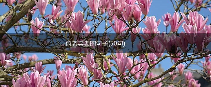 倚老卖老的句子(50句),第1张