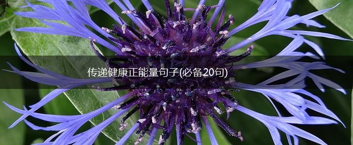 传递健康正能量句子(必备20句),第1张