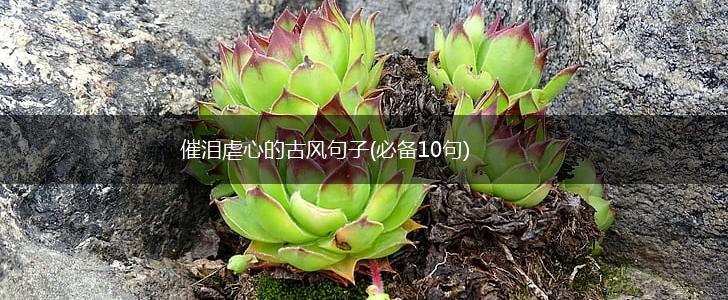 催泪虐心的古风句子(必备10句),第1张