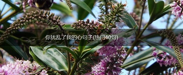 你扰乱了我的心句子(热门40句),第1张