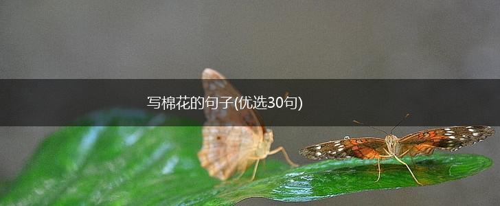 写棉花的句子(优选30句),第1张