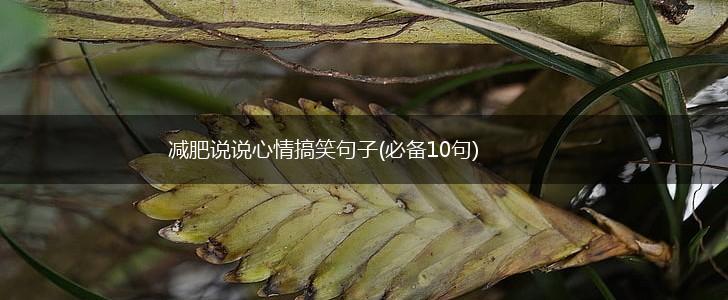 减肥说说心情搞笑句子(必备10句),第1张