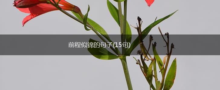 前程似锦的句子(15句),第1张