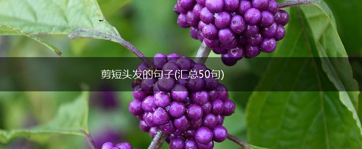 剪短头发的句子(汇总50句),第1张