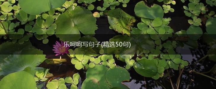 乐呵呵写句子(精选50句),第1张