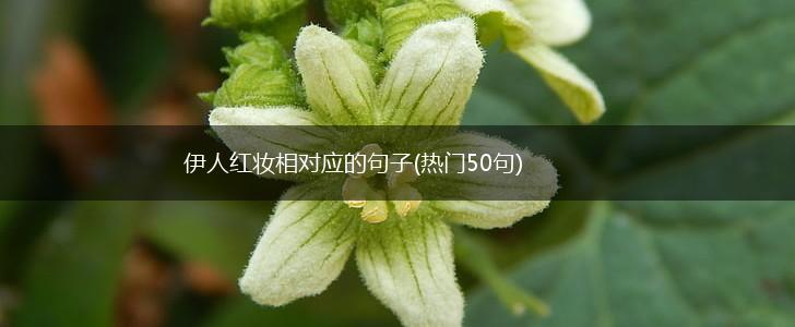 伊人红妆相对应的句子(热门50句),第1张