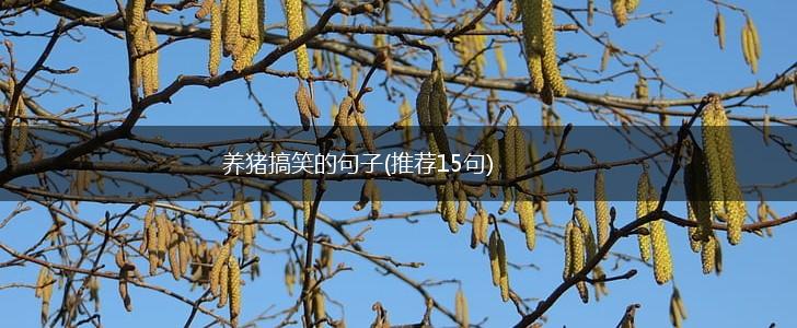 养猪搞笑的句子(推荐15句),第1张