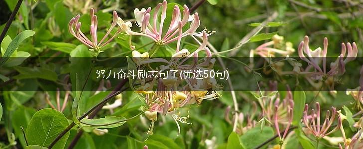 努力奋斗励志句子(优选50句),第1张