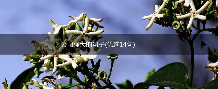 公司强大的句子(优选14句),第1张