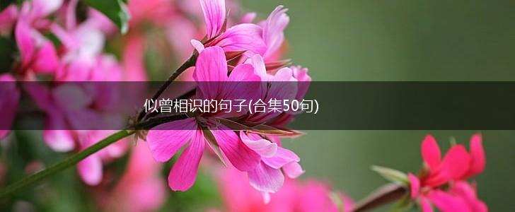 似曾相识的句子(合集50句),第1张