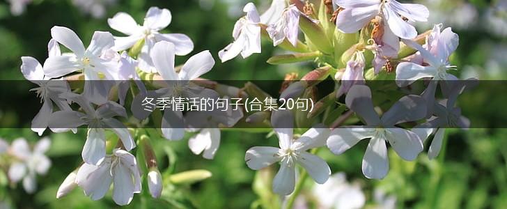 冬季情话的句子(合集20句),第1张